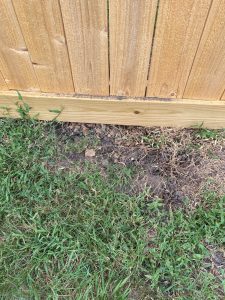 A custom 5'2" cedar fence being installed in Sugar Land, Texas by Mustang Fencing and Gates.